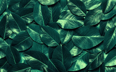 Obraz premium Green leaves background