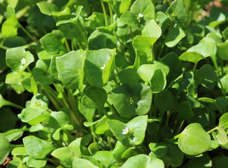 Portulak, Portulaca oleracea, auch Gemü¼se-Portulak oder Sommerportulak, als GemÃ¼se oder GewÃ¼rz verwendet