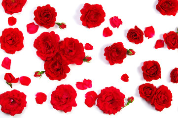 Red roses on white