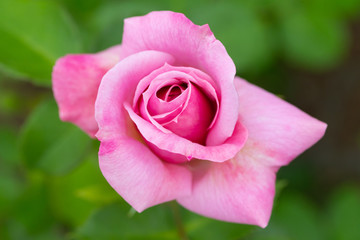 Close- up pink rose in garden