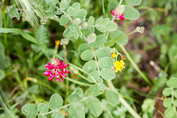 fiori viola in primavera sud italia