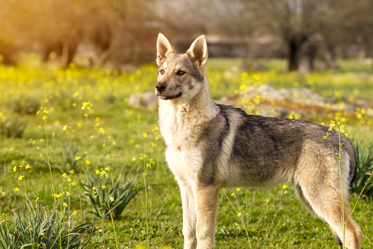 Beautiful young Czechoslovakian wolfdog  pupppy in yellow flowers field.