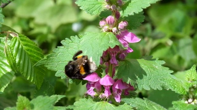 Large bumblebee cleans its paws after collecting pollen on the flowers of dead nettles (Bombus)