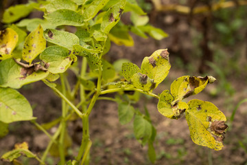 Leaf Plants Of Potato Stricken Phytophthora (Phytophthora Infestans) In Garden Close Up.