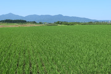Obraz premium 初夏の水田