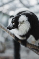 Black and white ruffed lemur in side profile.