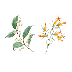 Watercolor floral vector set