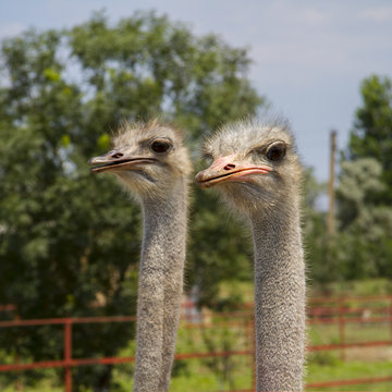Ostrich in a group