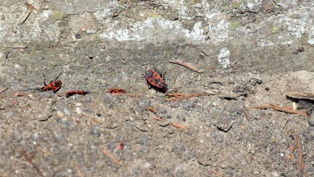 Several firebugs crawl on a concrete surface (Pyrrhocoris apterus)