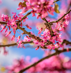 Obraz premium Amazing pink flowers