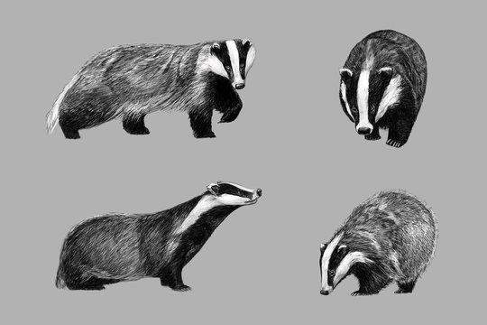 Badger Drawing Images – Browse 2,209 Stock Photos, Vectors, and Video |  Adobe Stock