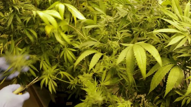 A marijuana farmer cuts down a large stock of a plant as he harvests a crop of marijuana.