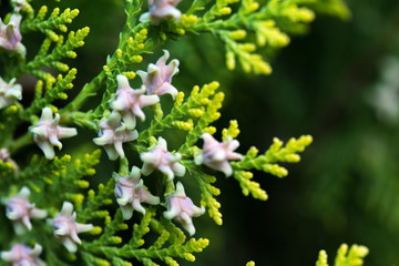 green bushes in the park with colorful berries