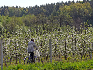 The cyclist drives a bicycle to the blooming apple orchard.  A flower of an apple tree on a blurred background. Agricultural land. Fruit farm. The germ of a new crop. Blooming apple plantation.