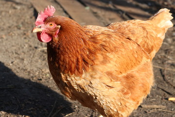 red chequered chicken hen spring evening