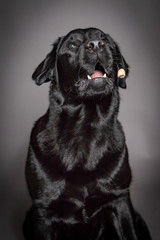 black Labrador dog catch food isolated on grey background,