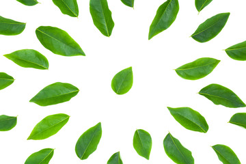 flat lay green leaf isolated on white background for creative nature backdrop