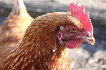 red chequered chicken hen spring evening