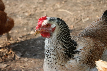 chequered chicken hen spring evening