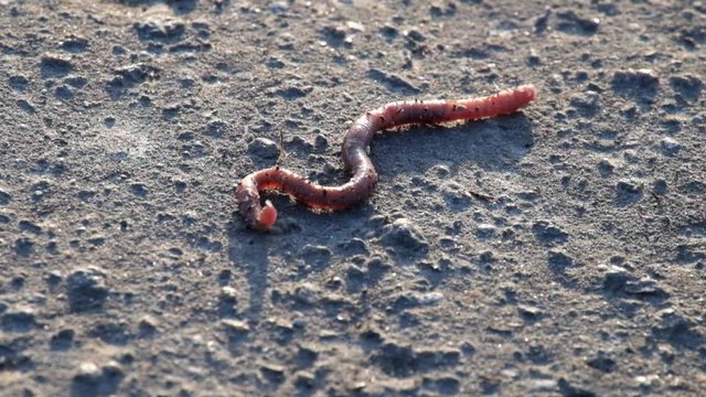 Common European earthworm slowly crawls on the ground (Lumbricus terrestris)