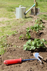  spring preparatory work in the garden/ strawberry bushes planted along the paths on the background of blurred outlines hoes and shovels, watering cans