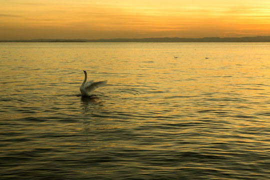 Sunset on the lake Garda with white swan