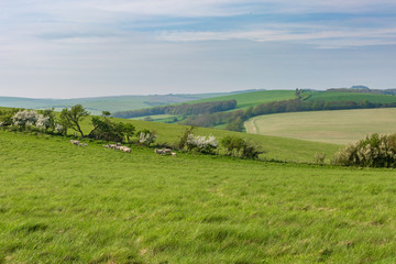Fototapeta na wymiar Sheep in the Sussex Countryside