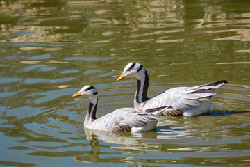 Naklejka na ściany i meble Two Bar-headed goose (Anser indicus). Swimming in water