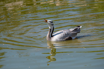 Bar-headed goose (Anser indicus). Wild life animal.