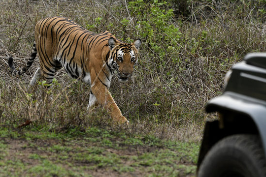 Royal Bengal tiger male, Kabini, India.
..Photo by:Jan Fleischmann..info@janwildlifephoto.com..+46 70 590 17 74