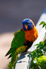 Close up of Multicolored Rainbow Lorikeet parrot Trichoglossus haematodus. This is a species of birds that is native to Australia