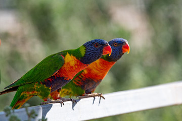 Two rainbow lorikeets also known as Trichoglossus haematodus Moluccanus waiting for food