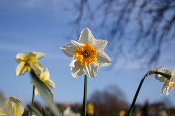 Daffodil in Spring Sunshine