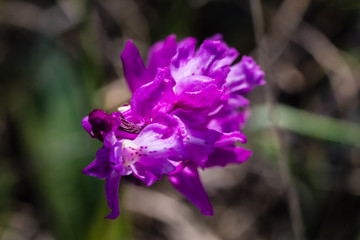 Fototapeta premium Wildflower in close up