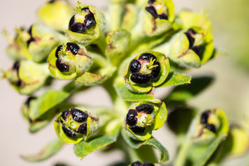 Wildflower in close up