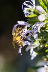 bee in close up