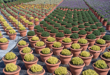 Growing plants thyme in greenhouse