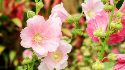 Pink Hollyhocks flower in a garden.