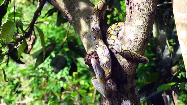 A hand holding stick trying to catch Phyton snake while escaping on the tree.