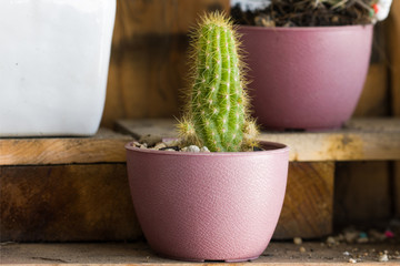 Cactus In pink pots On a wooden desk