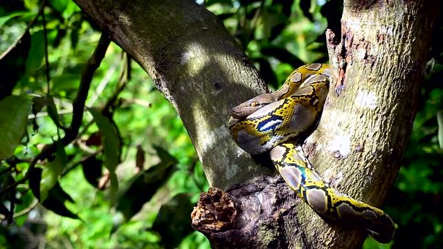 Beautiful close up of facing Phyton snake rest on the tree with zoom in motion.