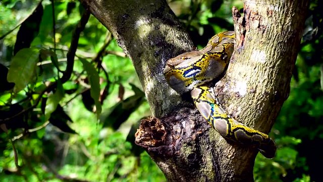 Beautiful close up of Phyton snake rest on the tree.