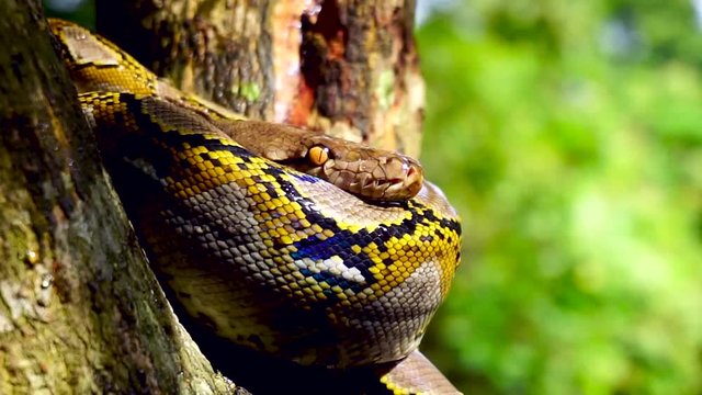 Beautiful close up of Phyton snake rest on the tree.