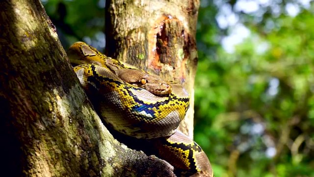 Beautiful close up of Phyton snake rest on the tree.