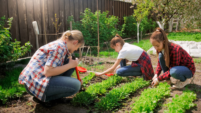 Young family breaking up soil and planting lettuce at garden