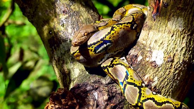 Beautiful close up of Phyton snake rest on the tree with zoom in motion.