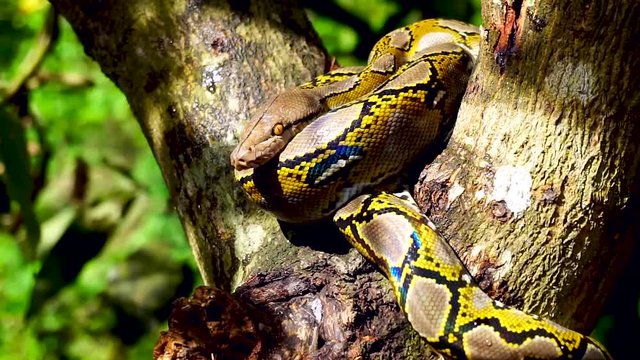 Beautiful close up of Phyton snake rest on the tree with zoom in motion.
