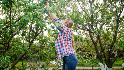 Young female gardenener cutting tree branches with garden cutters at orchard