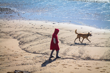 stray dog on the beach