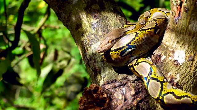 Beautiful close up of Phyton snake rest on the tree.